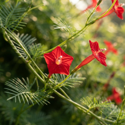 Red Cypress Vine Flower Seeds for Planting