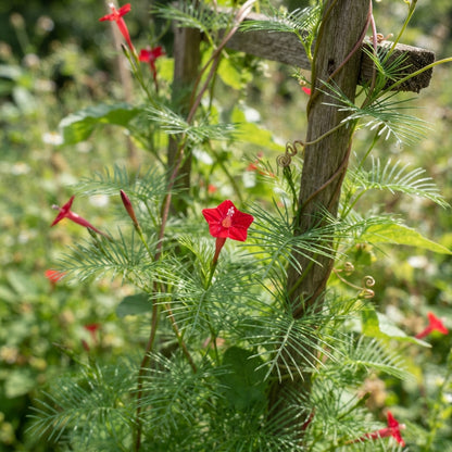 Red Cypress Vine Flower Seeds for Planting