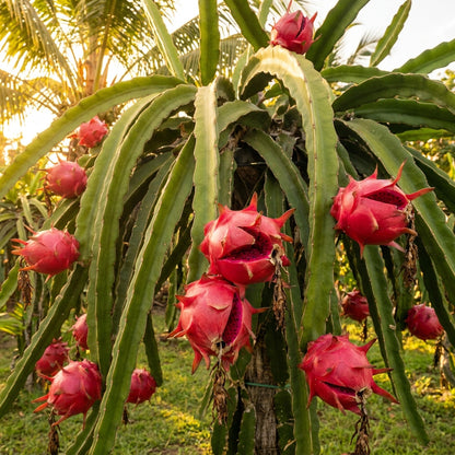 Red Dragon Fruit Seeds for Planting