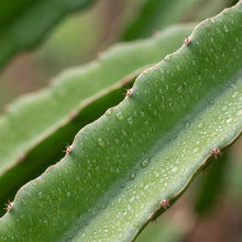 Red Dragon Fruit Seeds for Planting