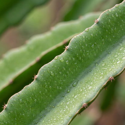 Red Dragon Fruit Seeds for Planting