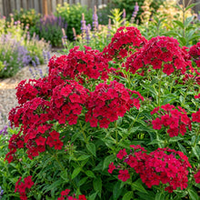 Red Drummond Phlox Flower Seeds For Planting