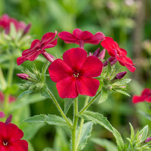 Red Drummond Phlox Flower Seeds For Planting