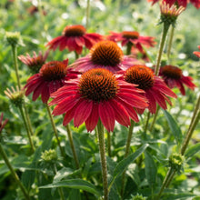 Red Echinacea Flower Seeds for Planting