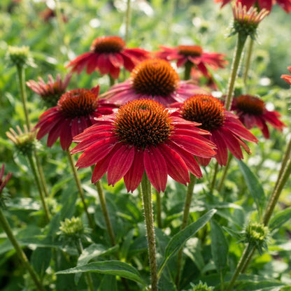 Red Echinacea Flower Seeds for Planting