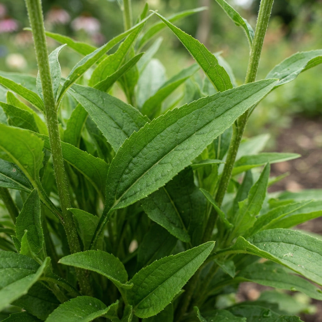 Red Echinacea Flower Seeds for Planting