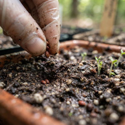 Red Elderberry Seeds for Planting