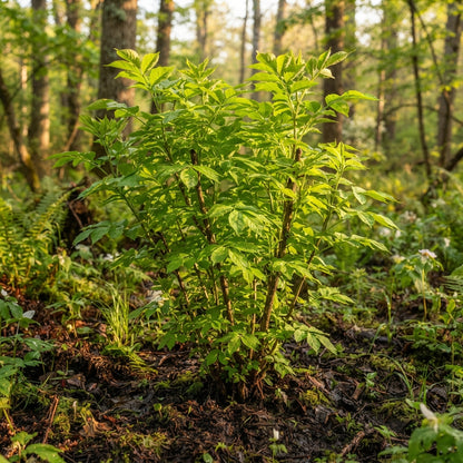 Red Elderberry Seeds for Planting