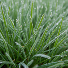 Creeping Red Fescue Grass Seeds for Lawn & Ground Cover Planting