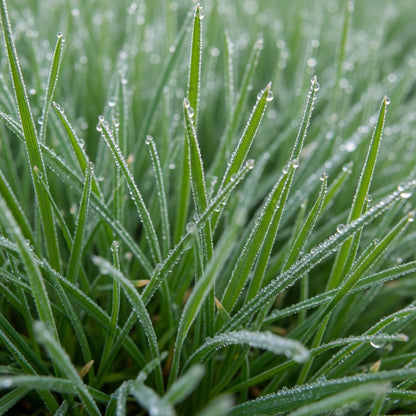 Creeping Red Fescue Grass Seeds for Lawn & Ground Cover Planting