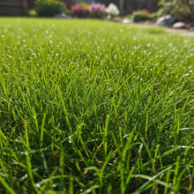 Creeping Red Fescue Grass Seeds for Lawn & Ground Cover Planting