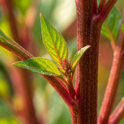 Celosia Red Fire Seeds – Bold Red Plumes