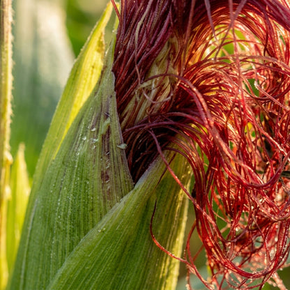 Red Gem Corn Seeds – Decorative Corn