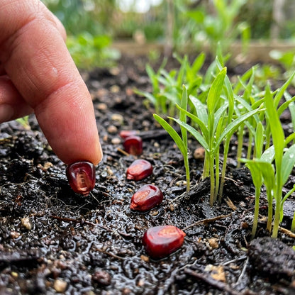 Red Gem Corn Seeds – Decorative Corn