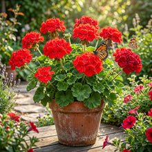 Red Geranium Flower Seeds for Planting