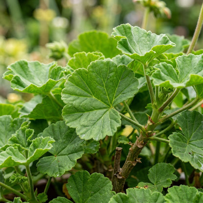 Red Geranium Flower Seeds for Planting
