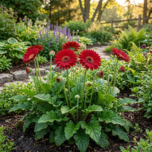 Red Gerbera Flower Seeds For Planting