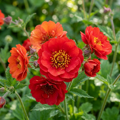Red Geum Flower Seeds – Scarlet Perennial Garden Blooms