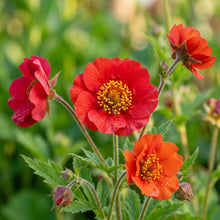 Red Geum Flower Seeds – Scarlet Perennial Garden Blooms