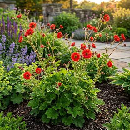 Red Geum Flower Seeds – Scarlet Perennial Garden Blooms