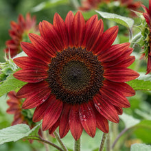 Majestic Red Giant Sunflower Seeds For Planting