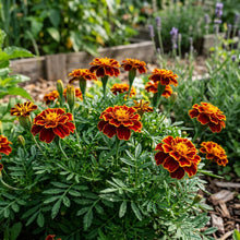Red Golden Tips Marigold Seeds For Planting