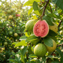 Red Guava Seeds for Planting