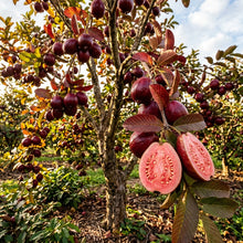 Red Malaysian Guava Seeds for Planting