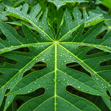 Red Heart Papaya Seeds for Tropical Fruit Garden Planting