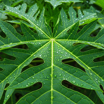 Red Heart Papaya Seeds for Tropical Fruit Garden Planting