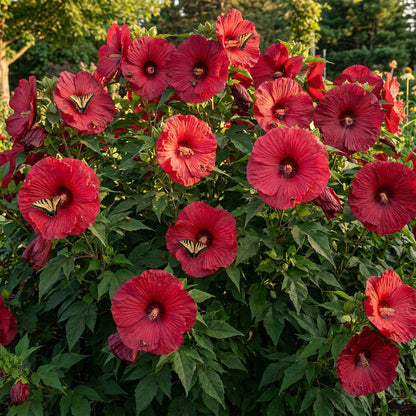 Red Dinner Plate Hibiscus Flower Seeds - Hibiscus Flower Seeds for Garden