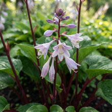 Red Hosta Seeds for Planting