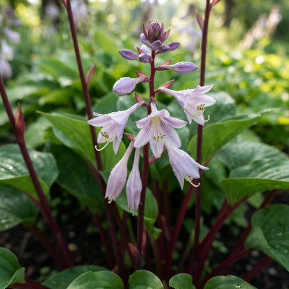 Red Hosta Seeds for Planting