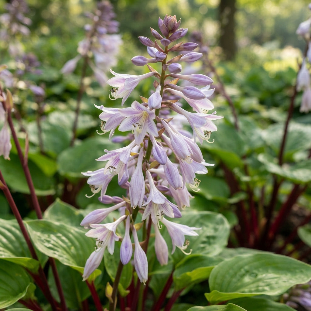 Red Hosta Seeds for Planting