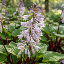Red Hosta Seeds for Planting