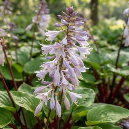 Red Hosta Seeds for Planting