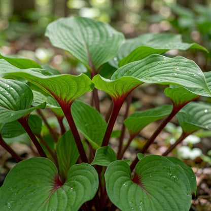 Red Hosta Seeds for Planting