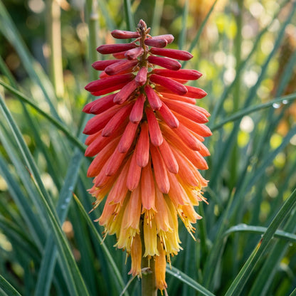 Red Hot Poker 'Uvaria Mix' Flower Seeds for Planting