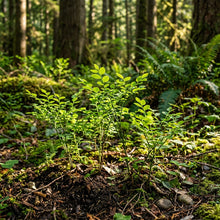 Red Huckleberry Seeds for Planting