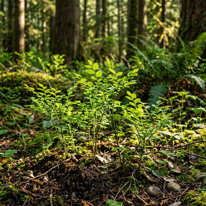 Red Huckleberry Seeds for Planting