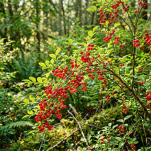 Red Huckleberry Seeds for Planting