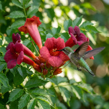 Dark Red Hummingbird Trumpet Vine Seeds for Planting