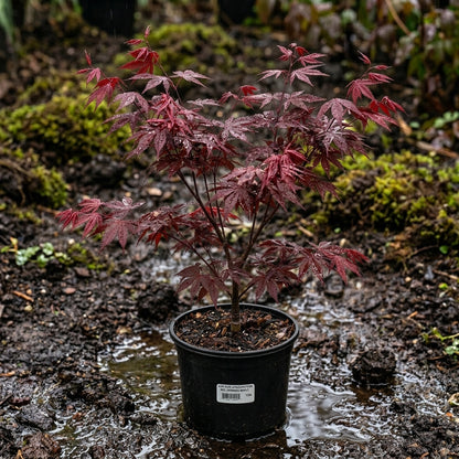 Red Japanese Maple Tree Seeds Acer palmatum Atropurpureum – Ornamental Red Foliage Maple Seeds