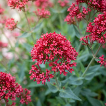 Red Jupiter's Beard (Centranthus ruber) Seeds for Planting