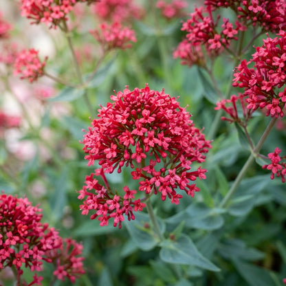 Red Jupiter's Beard (Centranthus ruber) Seeds for Planting