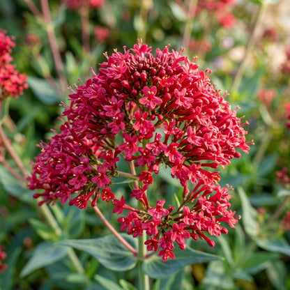 Red Jupiter's Beard (Centranthus ruber) Seeds for Planting