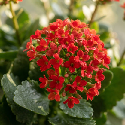 Red Kalanchoe Flower Seeds for Planting