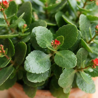 Red Kalanchoe Flower Seeds for Planting