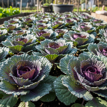 Red Kalibos Cabbage Seeds for Outdoor Vegetable Gardens
