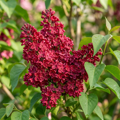 Red Lilac Flower Seeds for Garden Planting